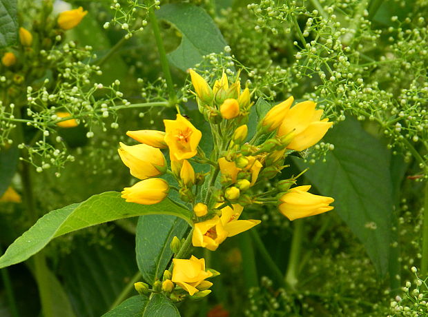 čerkáč obyčajný Lysimachia vulgaris L.