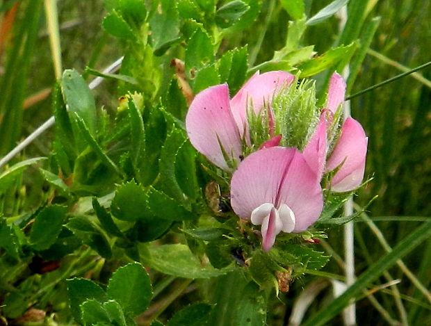 ihlica tŕnitá Ononis spinosa  L.