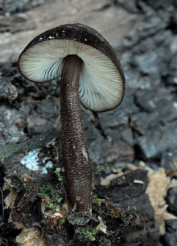 štítovka vláknitá Pluteus umbrosus (Pers.) P. Kumm.