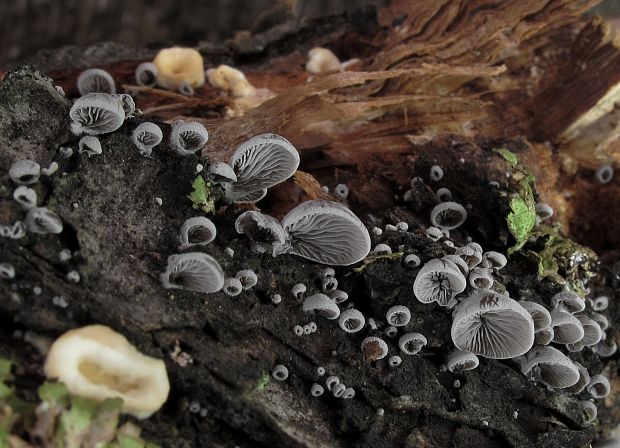 lastúrnik Resupinatus sp.