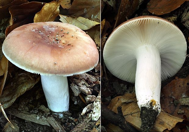 plávka mandľová Russula vesca Fr.