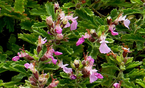 hrdobarka obyčajná Teucrium chamaedrys L.