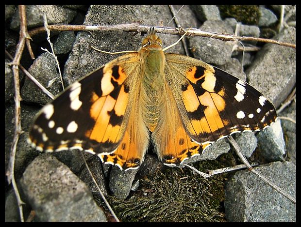 babočka bodliaková Vanessa cardui