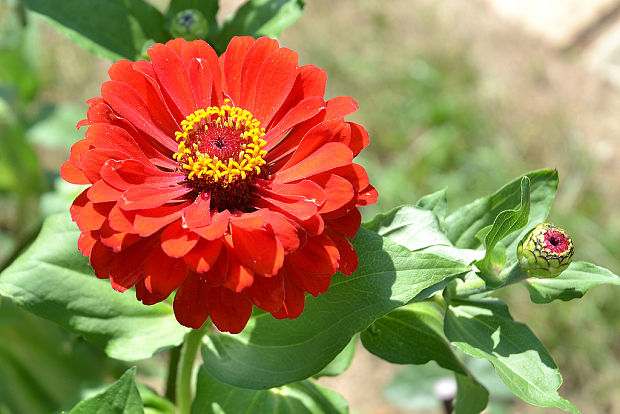 cínia Zinnia elegans