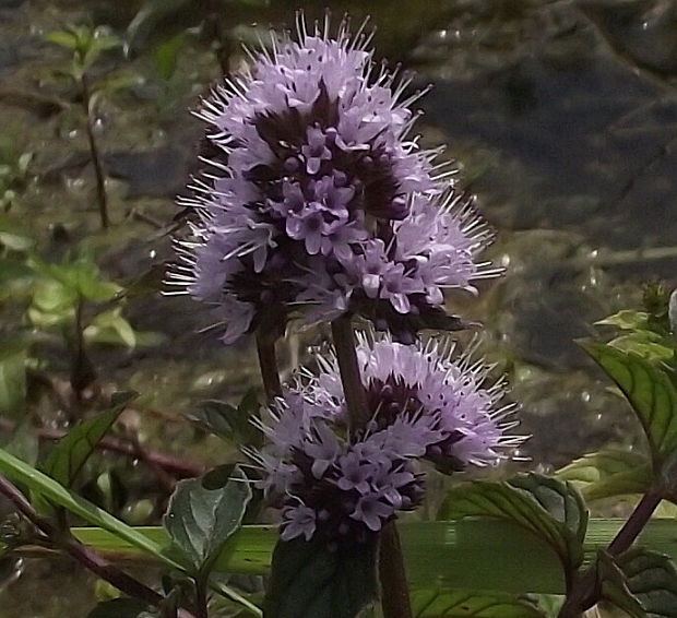 mäta vodná  Mentha aquatica