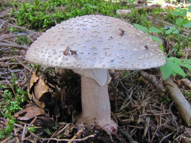 muchotrávka červenkastá Amanita rubescens Pers.