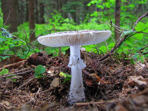 muchotrávka Amanita sp.