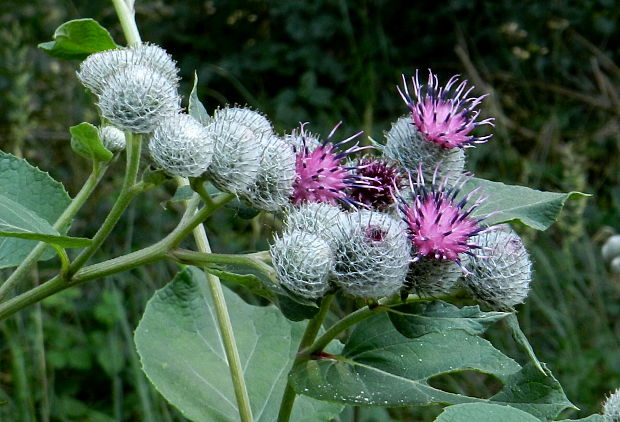 lopúch plstnatý Arctium tomentosum Mill.