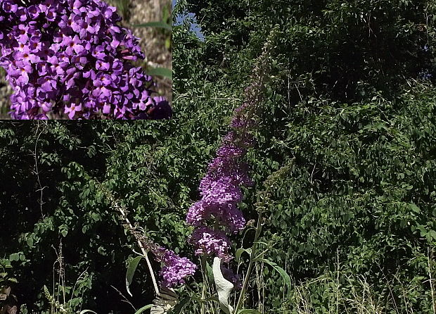 Buddleja davidii Franchet