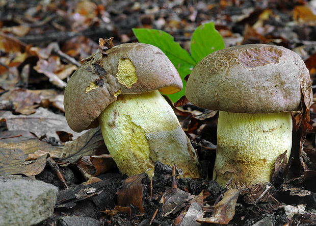 hríb príveskatý Butyriboletus appendiculatus (Schaeff. ex Fr.) Secr.