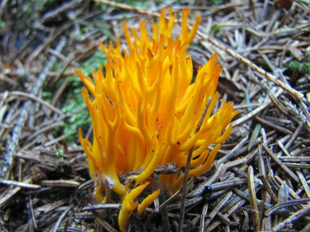 parôžkovec lepkavý Calocera viscosa (Pers.) Fr.