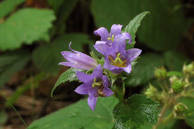 zvonček pŕhľavolistý ? Campanula trachelium L.