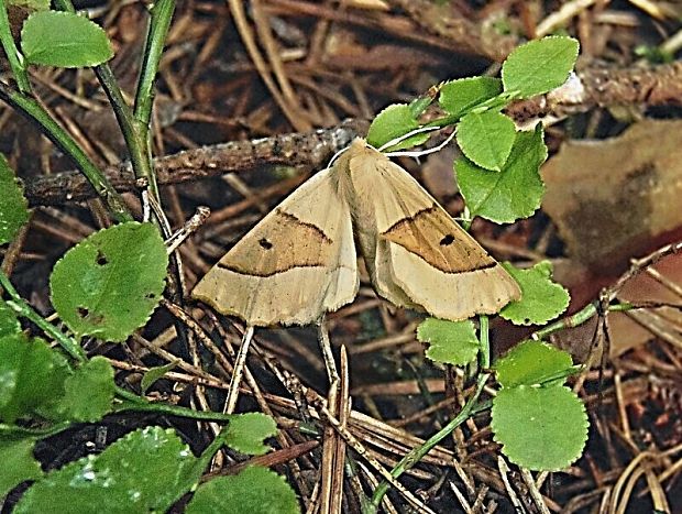 listnatka lesná Crocallis elinguaria