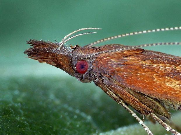 psota hrabová Dichomeris ustalella Fabricius, 1794