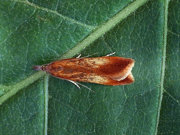 psota hrabová Dichomeris ustalella Fabricius, 1794