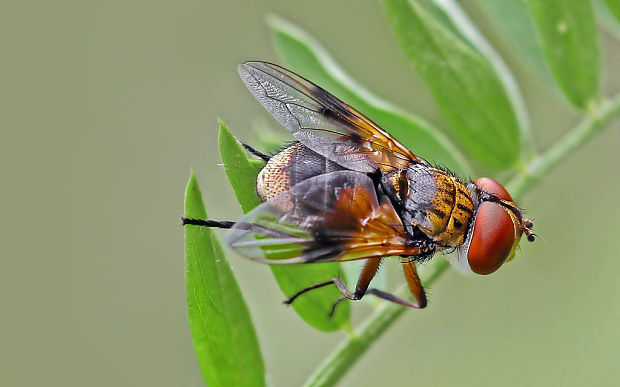 bystruška plochá                                             Ectophasia crassipennis