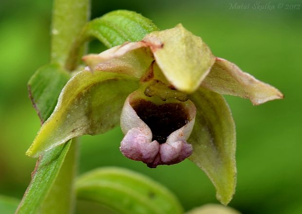 kruštík Epipactis sp.