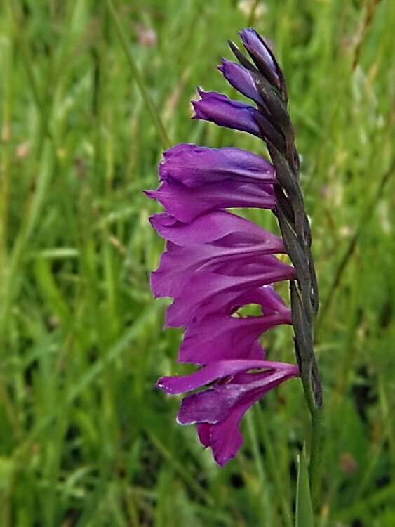 mečík škridlicovitý Gladiolus imbricatus L.