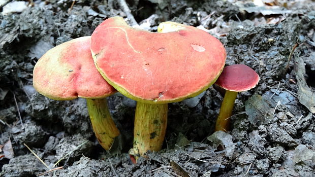 suchohríb karmínový Hortiboletus rubellus (Krombh.) Simonini, Vizzini & Gelardi