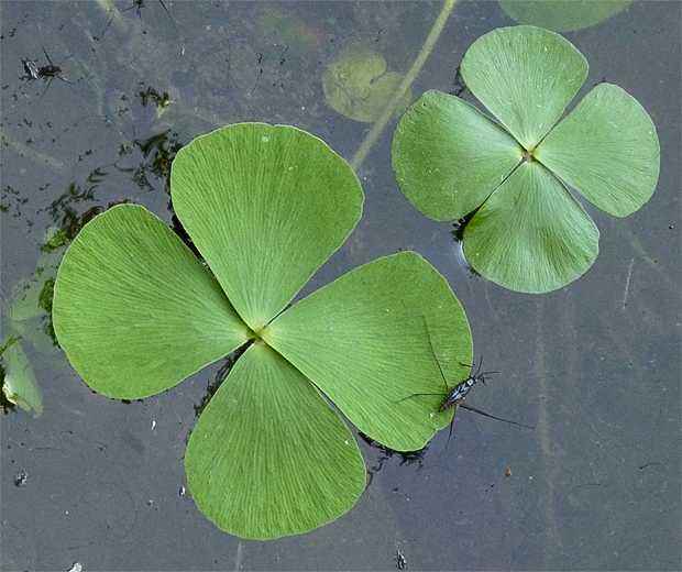 marsilea štvorlistá Marsilea quadrifolia L.