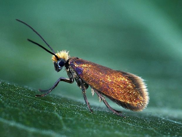 potočníkovec záružľový Micropterix calthella Linnaeus, 1761