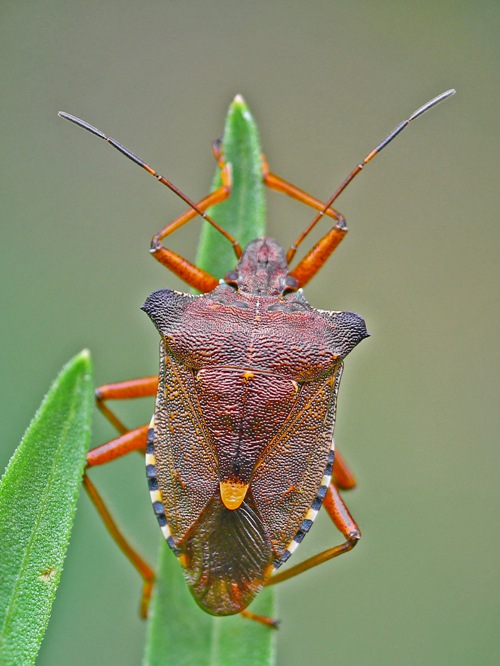 bzdocha červenonohá Pentatoma rufipes