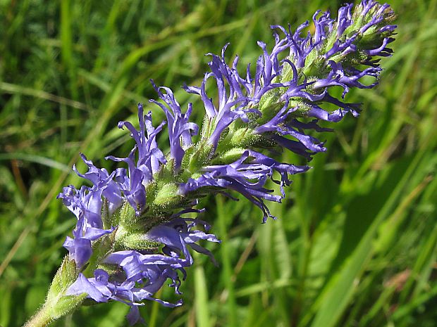 veronikovec vstavačovitý Pseudolysimachion orchideum (Crantz) Wraber