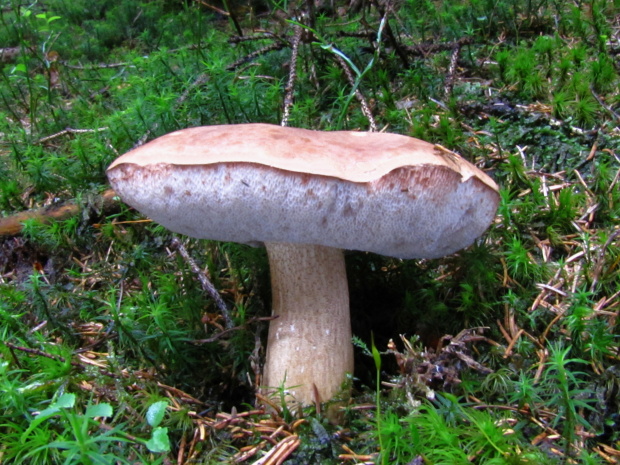 podhríb žlčový Tylopilus felleus (Bull.) P. Karst.