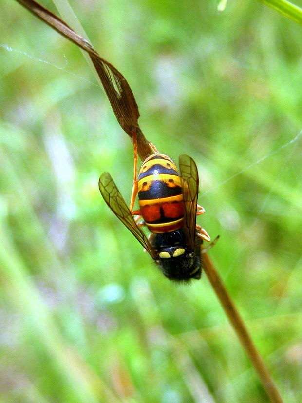 osa Vespula rufa