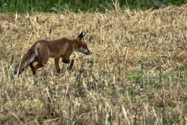 liška hrdzavá Vulpes vulpes