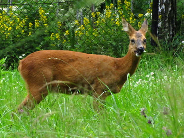 srna lesná