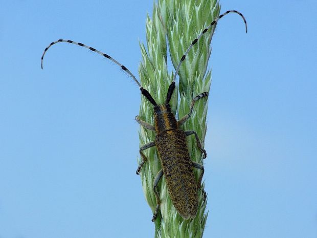 vrzúnik úzkoštíty Agapanthia villosoviridescens DeGeer, 1775