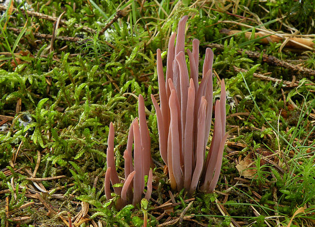 pakyjačik purpurový Alloclavaria purpurea (O.F. Müll.) Dentinger & D.J. McLaughlin