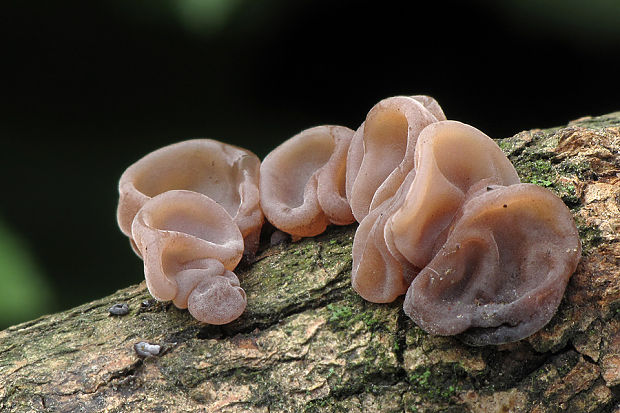 uchovec bazový Auricularia auricula-judae (Bull.) Quél.