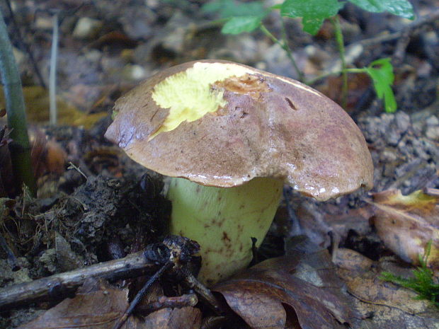 hríb príveskatý Butyriboletus appendiculatus (Schaeff. ex Fr.) Secr.