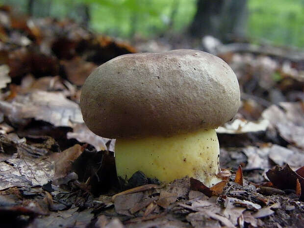 hríb príveskatý Butyriboletus appendiculatus (Schaeff. ex Fr.) Secr.