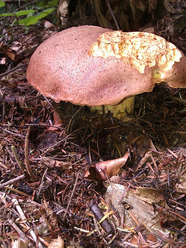 hríb kráľovský Butyriboletus regius (Krombh.) D. Arora & J.L. Frank