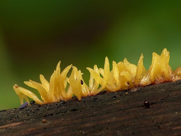 parôžkovec malý Calocera cornea (Fr.) Loud.