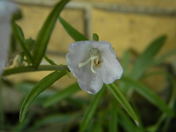 zvonček broskyňolistý Campanula persicifolia L.