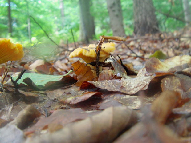 kuriatko jedlé Cantharellus cibarius Fr.