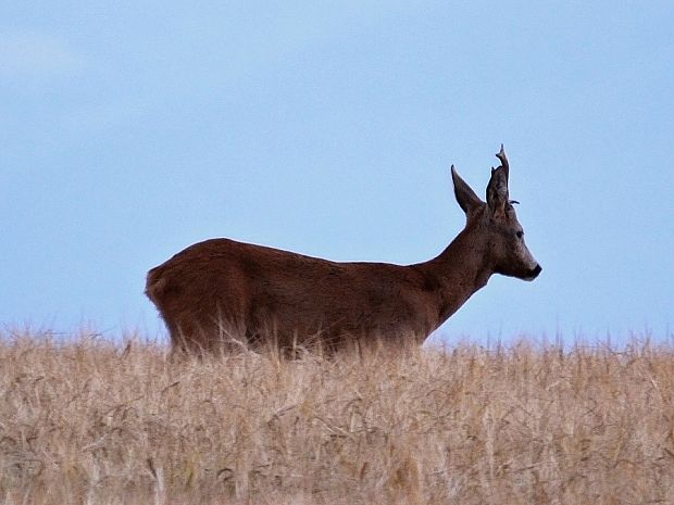 srnec hôrný Capreolus capreolus