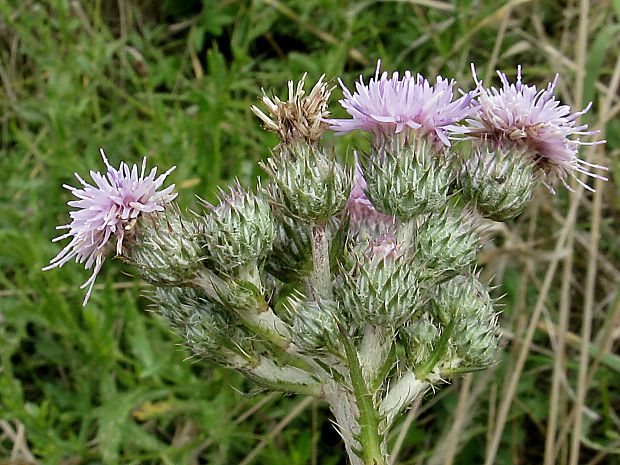 pichliač úzkolistý Cirsium brachycephalum Jur.