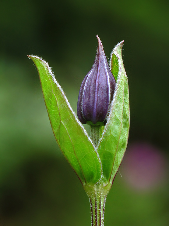 plamienok celistvolistý Clematis integrifolia L.