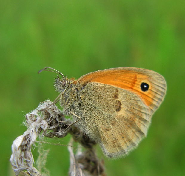 očkán pohánkový Coenonympha pamphilus