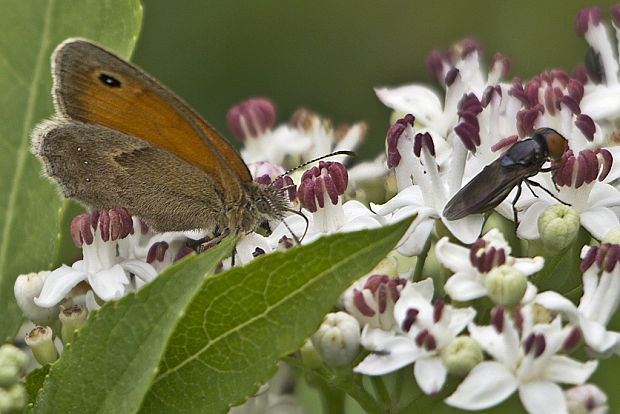 očkáň pohánkový Coenonympha pamphilus