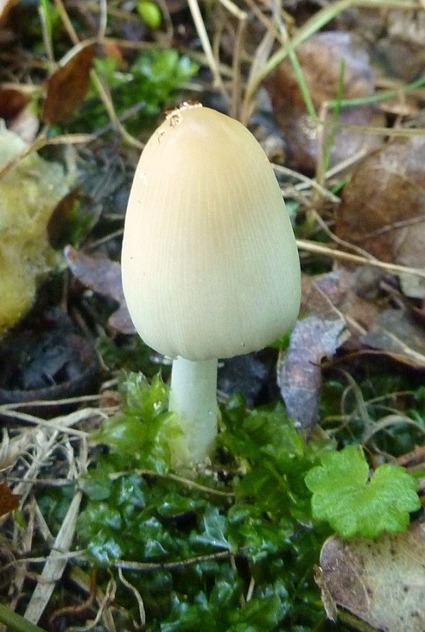 hnojník Coprinellus sp.