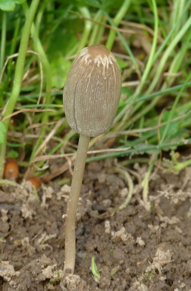 hnojník Coprinellus sp.