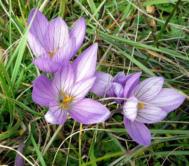 šafran Crocus speciosus subsp. ilgazensis B.Mathew