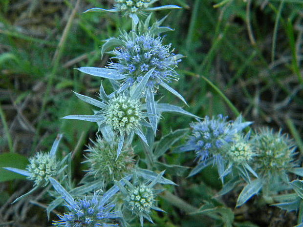 kotúč modrastý Eryngium planum L.