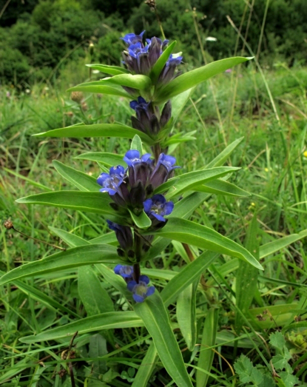 horec krížatý Gentiana cruciata L.